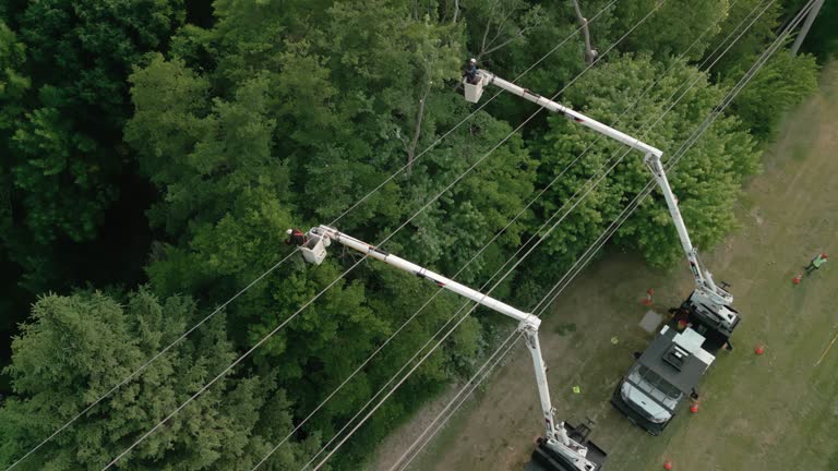 Best Emergency Tree Removal  in Blue Mountain, MS